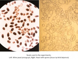 yeasts