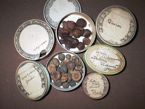 Dried galls from the Beijerinck collection