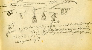Root nodules and the bacteroids from Beijerinck's lab journal
