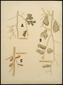 Root nodules from different species by Henriette Beijerinck