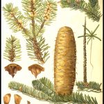 Silver spar pine by J. Mouton, 1920s